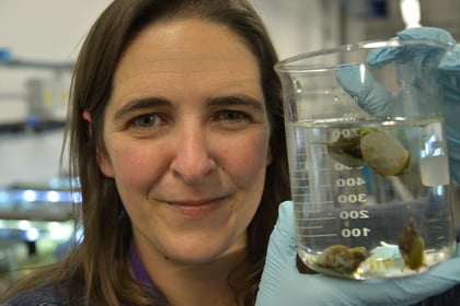 Antibiotics make snails forgetful