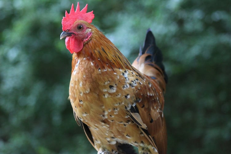 Cockerel