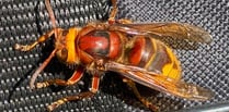 Hornet warning as weather warms