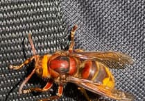 Residents mistake native European hornets for bee-killer Asian hornets