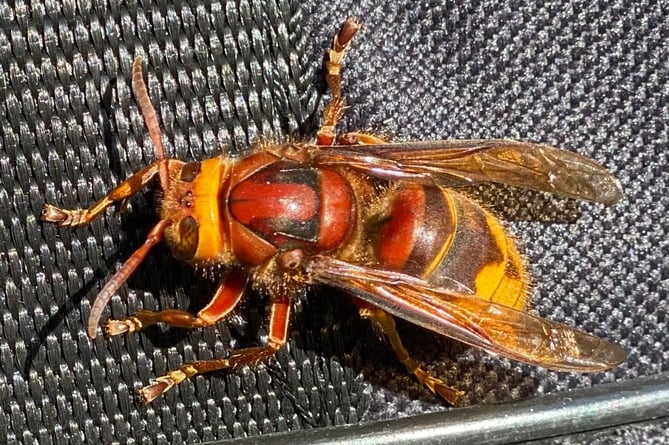 This European hornet was spotted in Llanbrynmair in late April