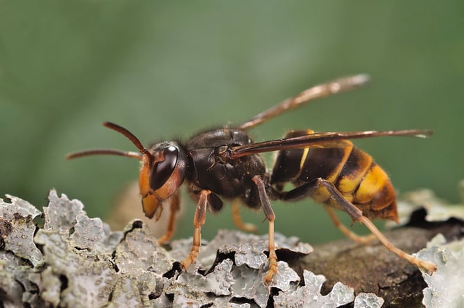 The Asian hornet is similar in size to the European hornet (3cm in length) but with a black body and yellow socks.