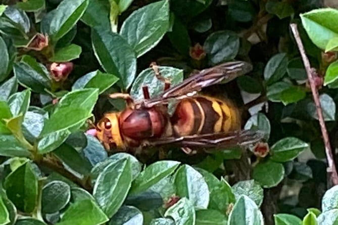 Joe Flow spotted this European hornet in his garden in June