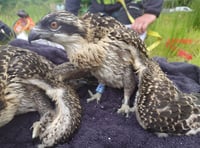 Tracking rings placed on Hafren osprey chicks 