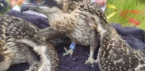 Tracking rings placed on Hafren osprey chicks 