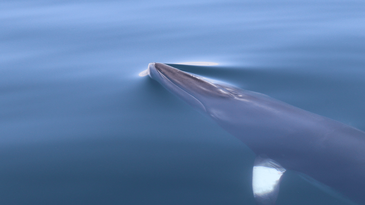 Minke whale spotted in Cardigan Bay | cambrian-news.co.uk