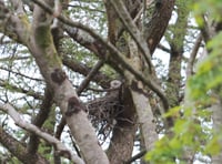 Mast development scares away nesting red kites claim angry residents