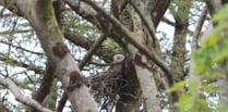 Mast development scares away nesting red kites claim angry residents