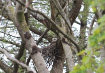 Mast development scares away nesting red kites claim angry residents