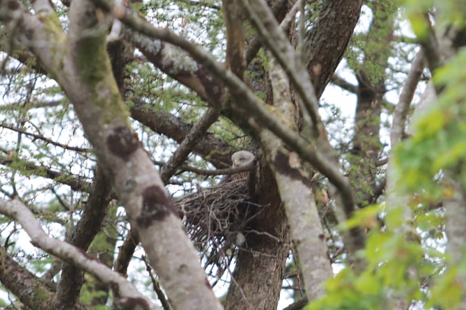 A kite nesting in a tree directly next to the mast construction site, taken on 1 May