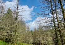 Diseased larch trees to be felled at Beddgelert Forest