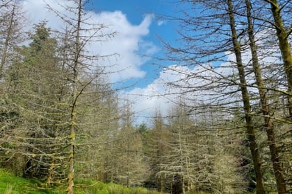 Diseased larch trees to be felled at forest