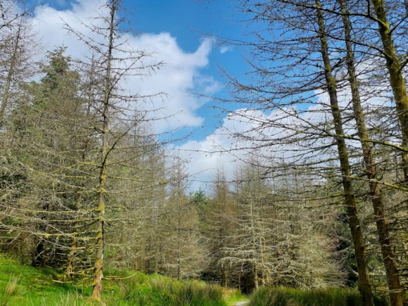 Beddgelert Forest. Photo: NRW