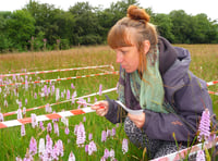 Orchid count at West Wales nature reserve reveals big overall boost