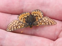 Unique lowland pastures provide sanctuary for threatened butterfly