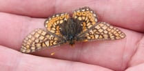 Unique lowland pastures provide sanctuary for threatened butterfly