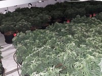 29 jailed so far in cannabis farm crackdown