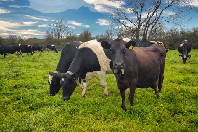 cows on farm