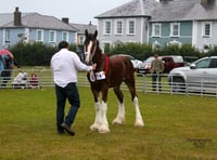 Shire horse show returns to Aberaeron