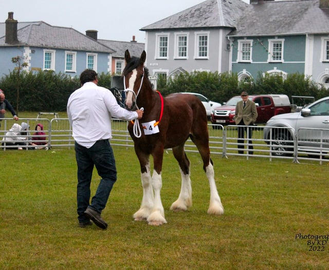 Shire horse show returns to Aberaeron