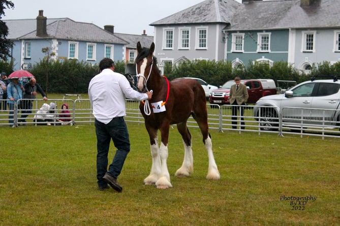 Shire Horse Show