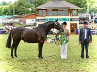 Aberaeron winner at Royal Welsh - horse section