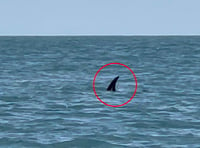 Aberystwyth woman captures shark on camera whilst on fishing trip