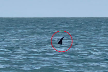 Aberystwyth woman captures shark on camera whilst on fishing trip