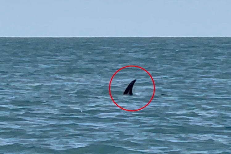 Fin of a shark spotted swimming  near Watermouth Castle in Ilfracombe, Devon, on July 26, 2024. Video footage shows shark swimming off the north coast of Devon. The unidentified species was seen swimming in waters near Watermouth Castle in Ilfracombe, Devon. Katy Nelson, 22, spotted the the shark on an afternoon fishing trip today (26/07). Footage briefly shows the fin of the shark close to the boat before it dips beneath the surface again. Katy, from Aberystwyth, Wales, said: "It was just the one but it was really big - huge! "It was there for quite a while actually and my partner saw it first. 