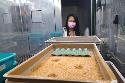 Uni tests brownies made with flour of crickets