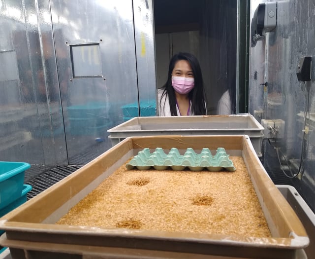 Uni tests brownies made with flour of crickets