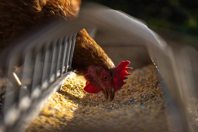 Retrospective plans for an animal sanctuary for disabled animals and ex-battery hens have been approved