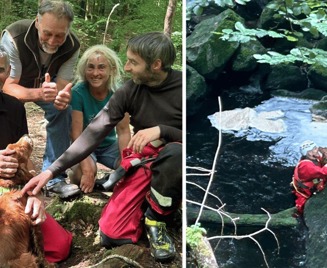 Aberdyfi team rescue Ted the dog from ravine