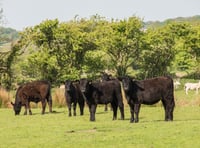 Future stability of Welsh beef industry in jeopardy 