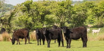 Future stability of Welsh beef industry in jeopardy 