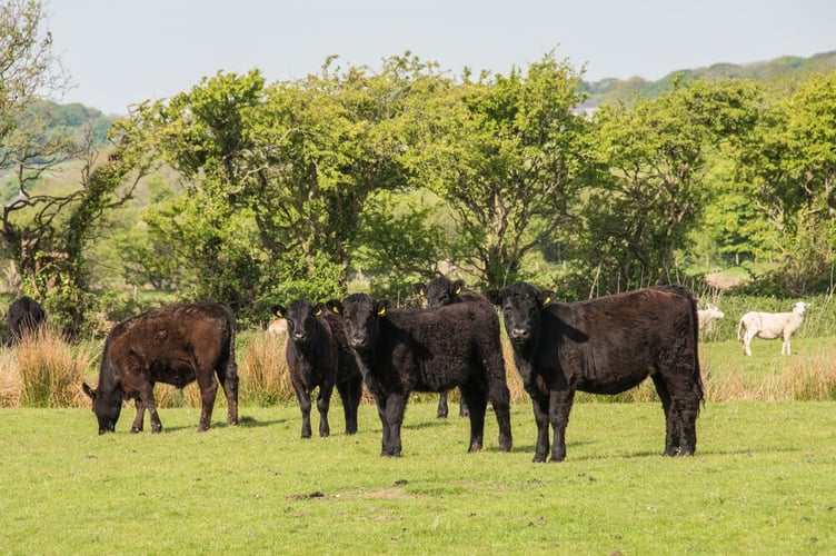 Cattle cows