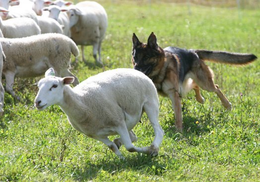 Dog worrying sheep