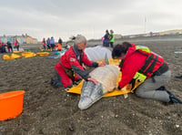 Rubber whales left 'stranded' on Aberystwyth beach