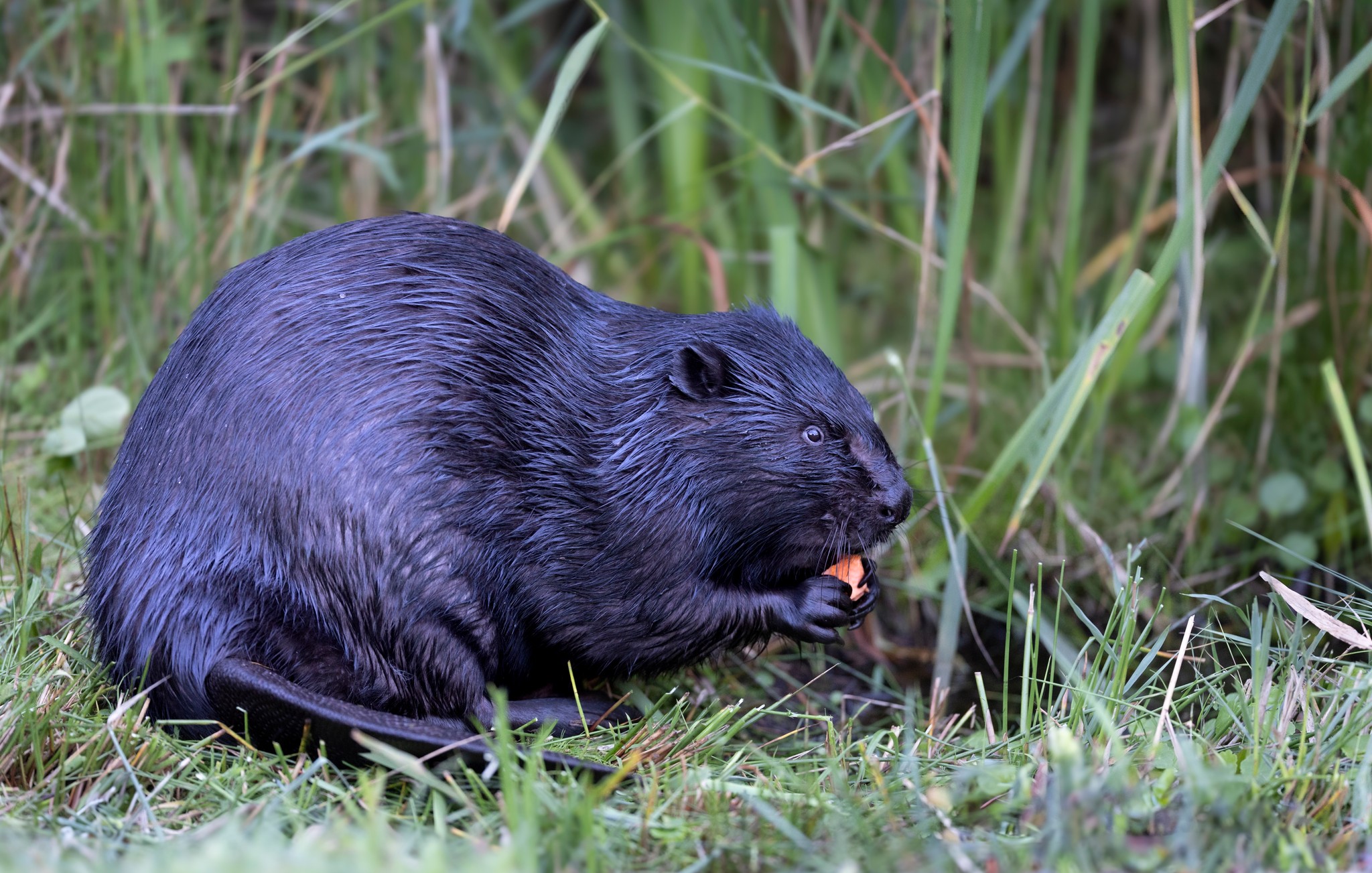 Post-mortem reveals how first beaver to return to Dyfi Valley died ...