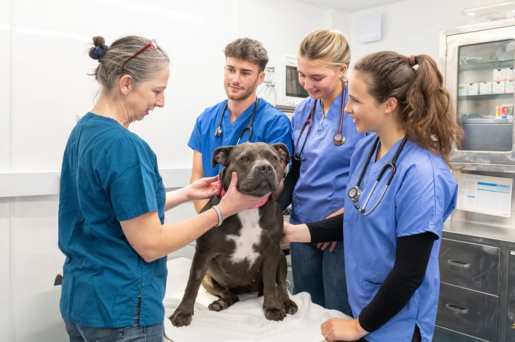 Aberystwyth University veterinary students