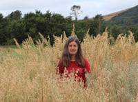 Funding boost for sustainable pulse crops at Aber uni