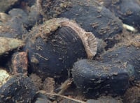 Gwynedd river is site of pearl mussel breeding programme release