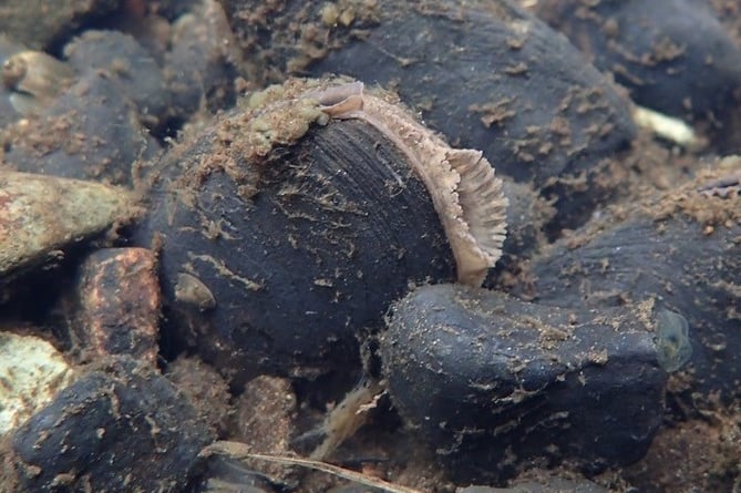 Freshwater pearl mussel. Photo: Natural Resources Wales