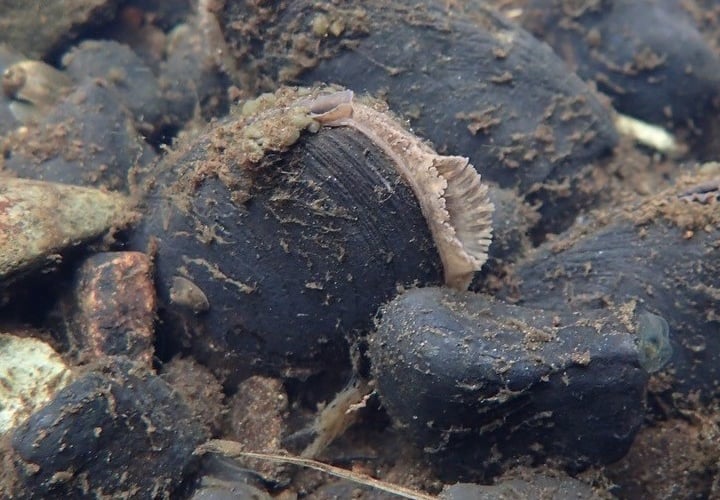 Freshwater pearl mussel. Photo: Natural Resources Wales