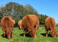 Ceredigion farmer wins national award for cattle herd