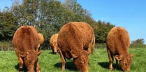 Ceredigion farmer wins national award for cattle herd