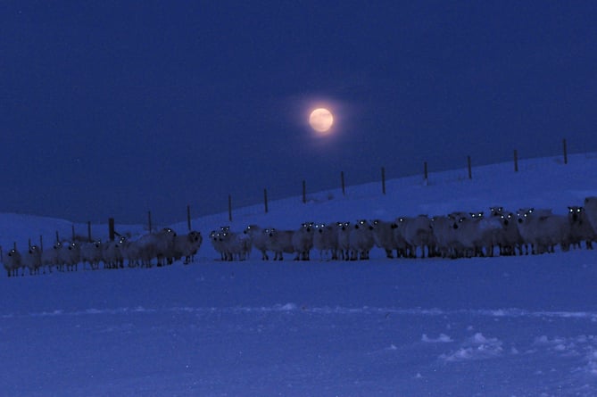 ‘Codiad y Lleuad a Llygaid Defaid’ - ‘Moonrise & Sheep Eyes’