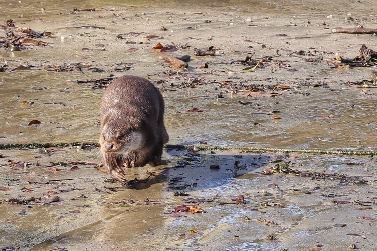 Otter