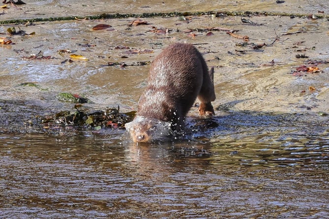 Otter