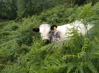 Ancient Welsh cows help return endangered bird species to RSPB reserve